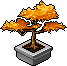 Funky Friday Bonsai (Each)